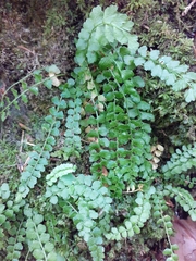 Asplenium viride