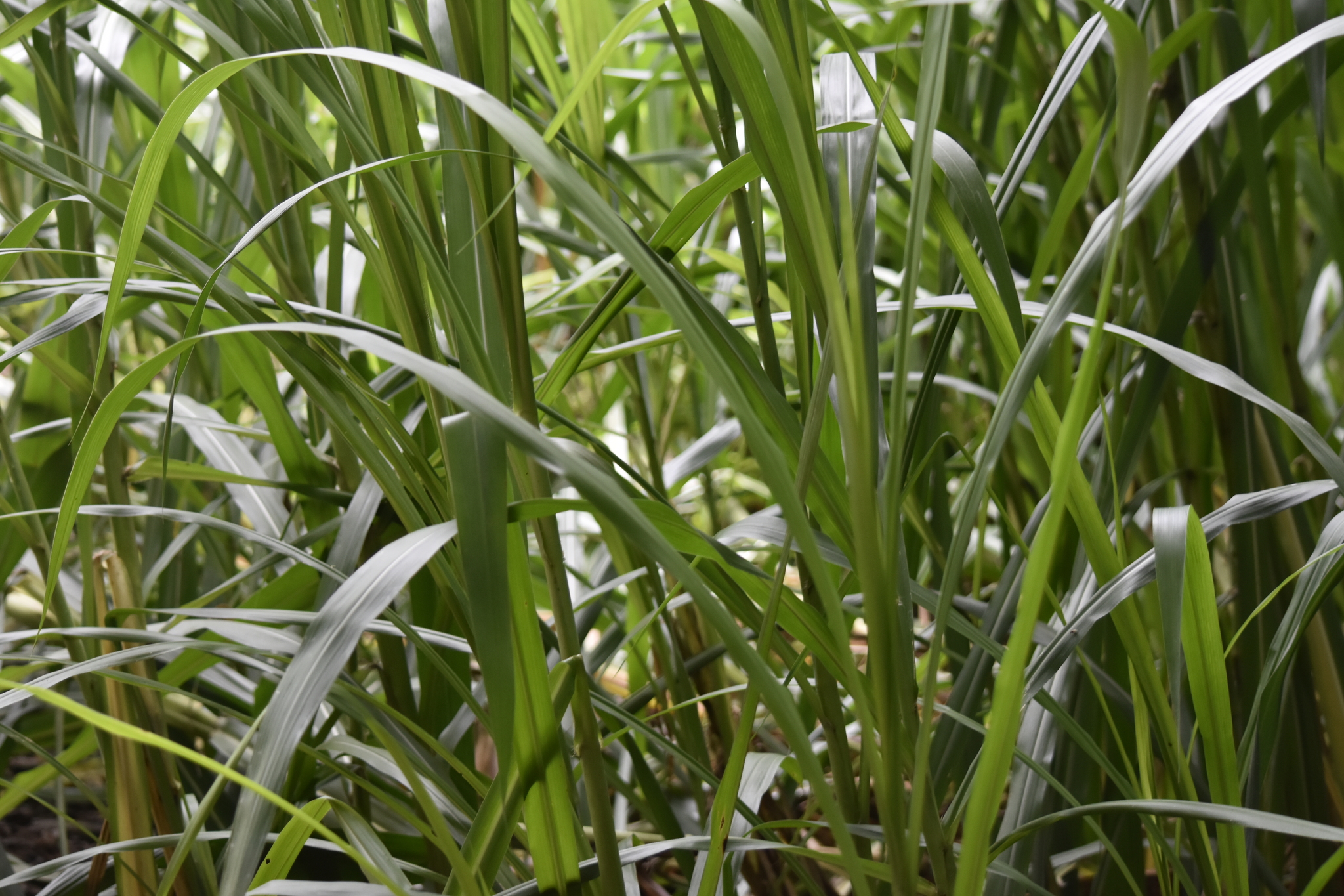 Cỏ voiw (Cenchrus purpureus)