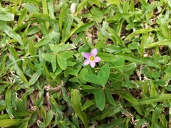 Oxalis latifolia