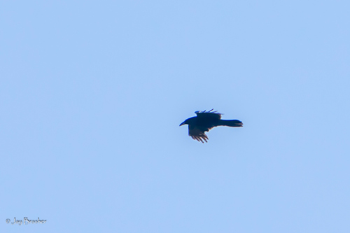 Common Raven photographed in Michigan