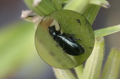 Phratora vulgatissima