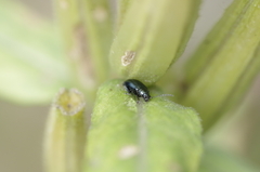 Phratora vulgatissima