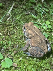Anaxyrus americanus