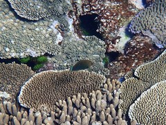 Halichoeres marginatus