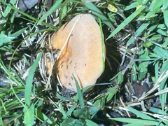 Lactifluus