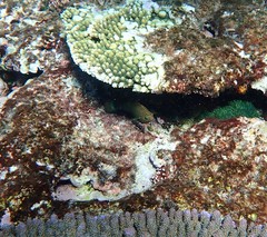 Halichoeres marginatus