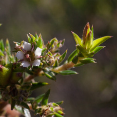 Diosma subulata