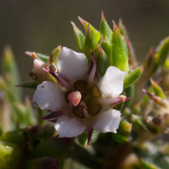 Diosma subulata