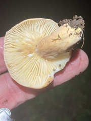 Lactifluus