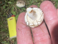 Agaricales
