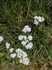 Achillea millefolium