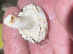 Agaricales