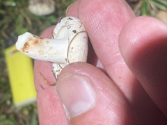 Agaricales