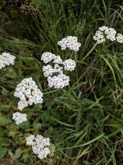 Achillea millefolium