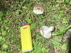 Agaricales