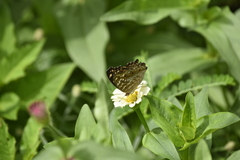 Junonia lemonias