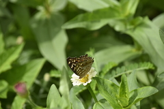 Junonia lemonias