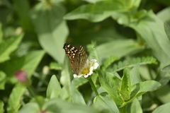Junonia lemonias
