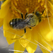 Colorado Calliopsis Bee - Photo (c) Bob McDougall, some rights reserved (CC BY-NC), uploaded by Bob McDougall