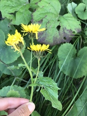 Crepis pyrenaica