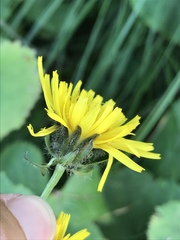 Crepis pyrenaica