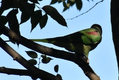 Psittacula eupatria