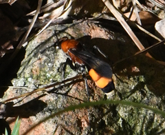 Psorthaspis sanguinea