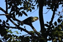 Psittacula eupatria