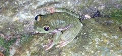 Boana heilprini