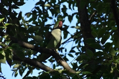 Psittacula eupatria