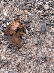 Vespula germanica