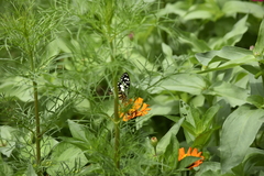 Papilio demoleus malayanus