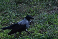 Corvus cornix