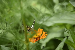 Papilio demoleus malayanus