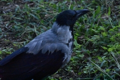 Corvus cornix