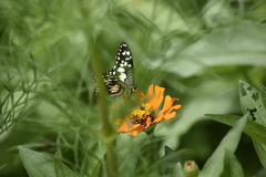 Papilio demoleus malayanus