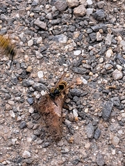 Vespula
