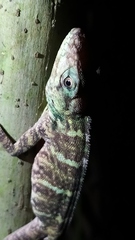 Anolis baleatus