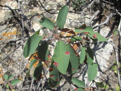 Gymnosporangium amelanchieris