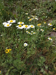 Tripleurospermum inodorum