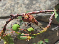 Gymnosporangium amelanchieris