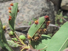 Gymnosporangium amelanchieris