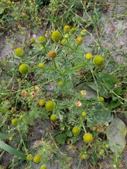 Matricaria discoidea