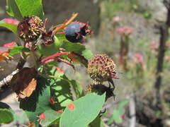 Gymnosporangium amelanchieris