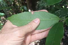 Eustigma oblongifolium