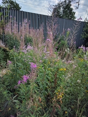 Chamaenerion angustifolium