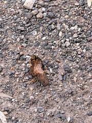 Vespula