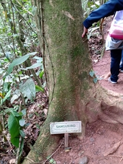 Pterocarpus violaceus