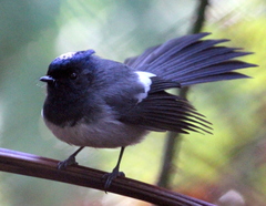 Trochocercus cyanomelas cyanomelas