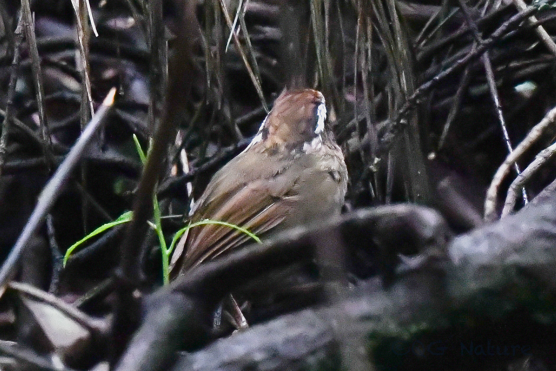 Rusty-capped Fulvetta